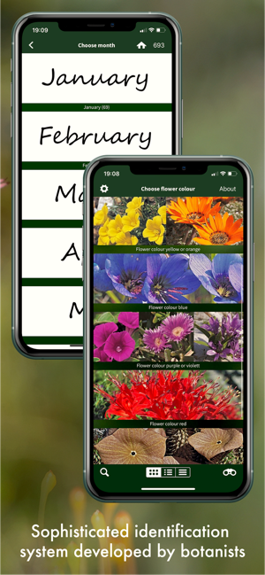 Wildflowers of South Africa(圖7)-速報App