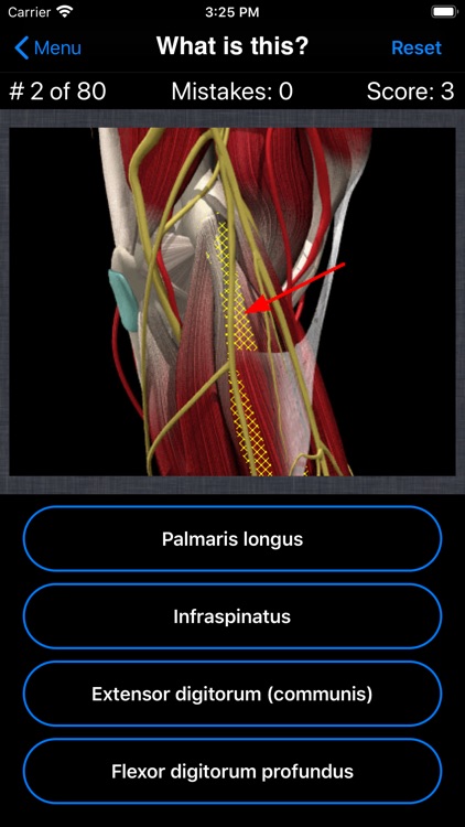 Anatomy Shoulder Quiz