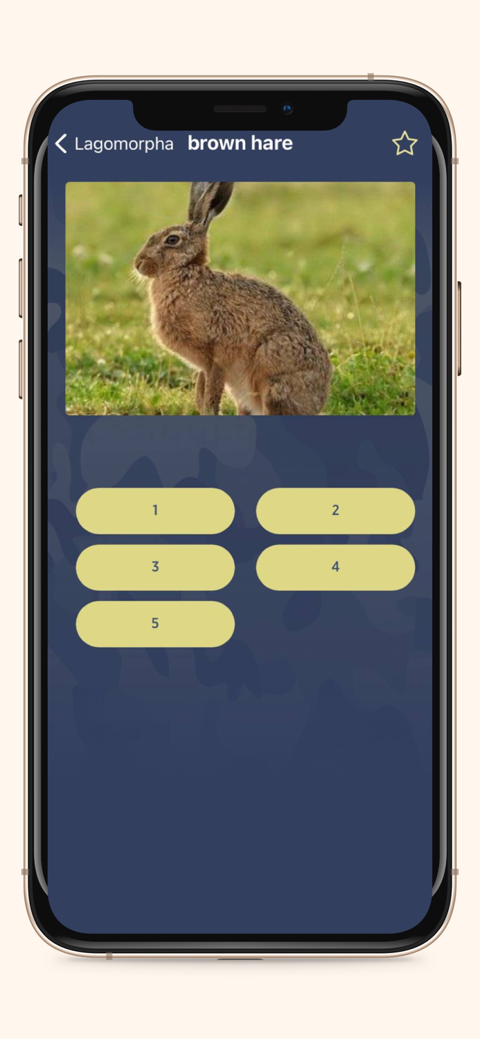 Manok Sounds for Duck