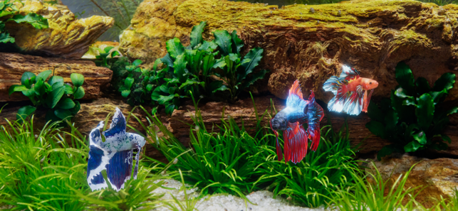 ‎Betta Fish - Virtual Aquarium Screenshot