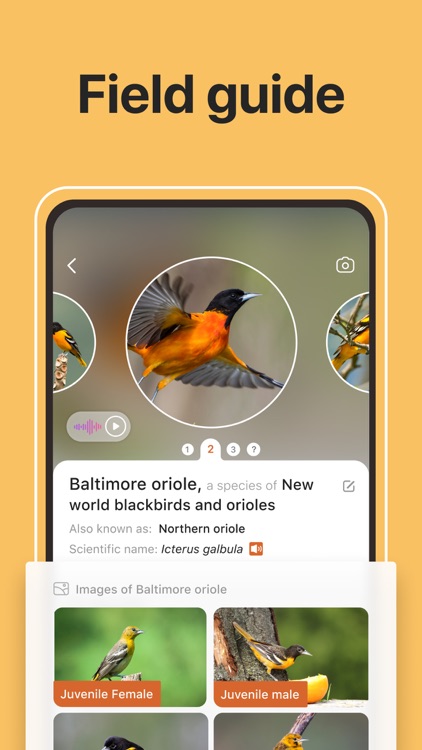 Picture Bird: Birds Identifier by Next Vision Limited