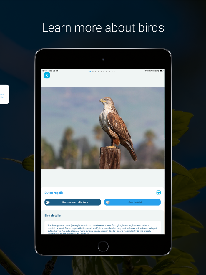 Bird Identifier - Picture Bird