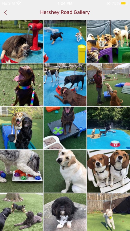 Playful Pups Retreat screenshot-4