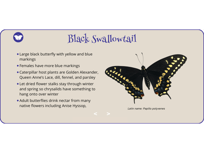 World of Butterflies