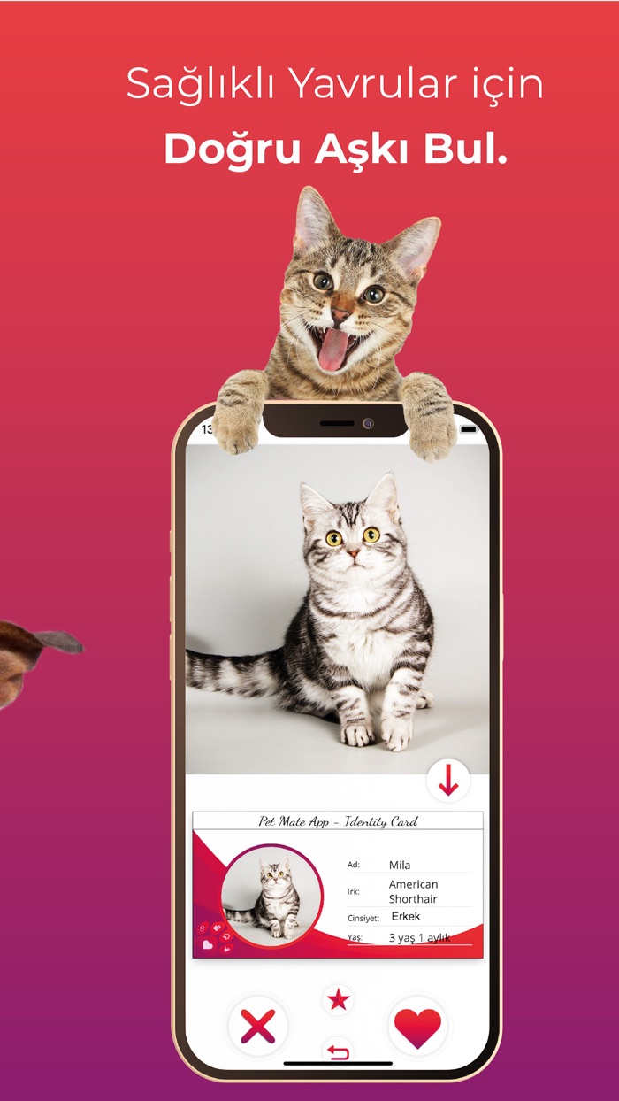 Pet Mate Date  Meet for Pets