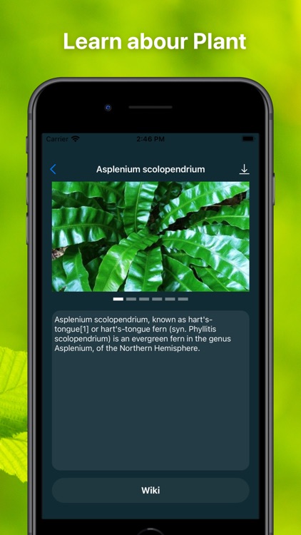 Plant Finder Tree identifer screenshot-3