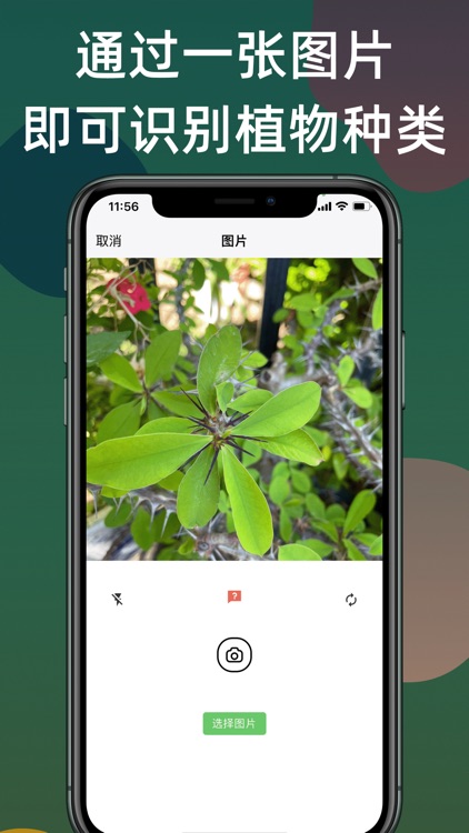 Ai识植-拍照识别花草树木