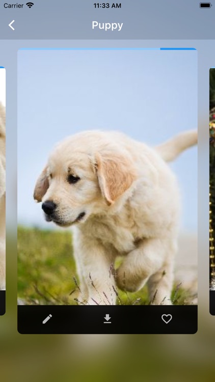 Dog Wallpaper and Backgrounds screenshot-7