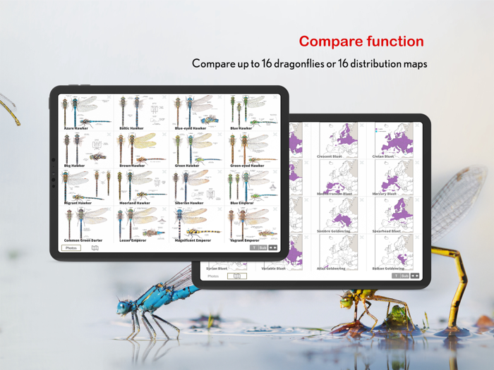Dragonfly Id Britain  Europe
