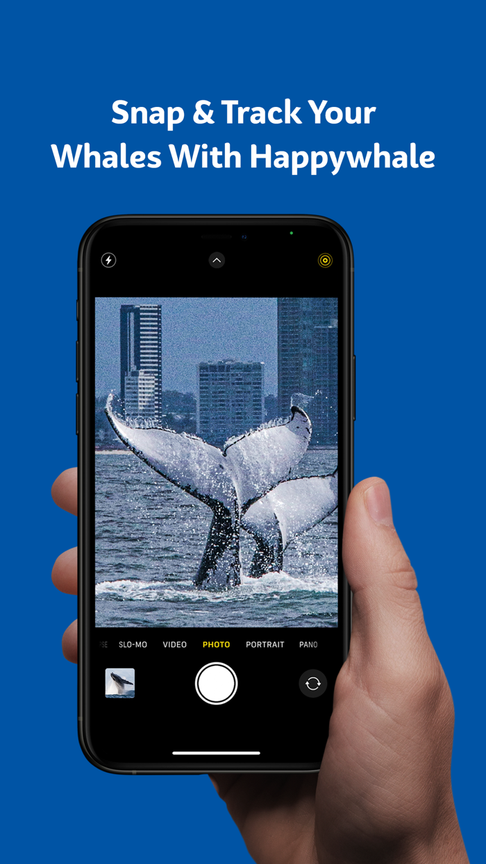 Sea World Cruises Whale Watch