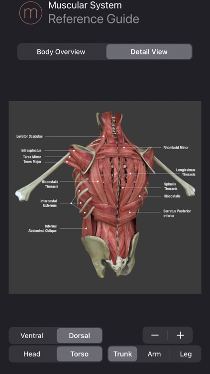 Muscle Study Guide