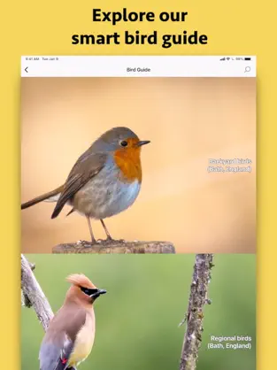 Image 4 Smart Bird ID (Europe) iphone