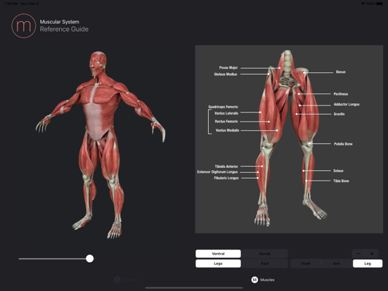 Anatomy Reference Guide screenshot 3