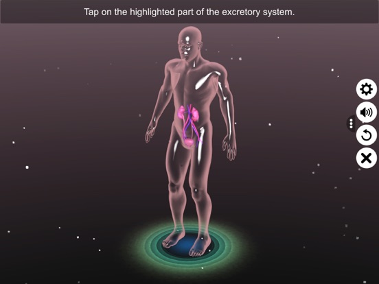 Human excretory system screenshot 2