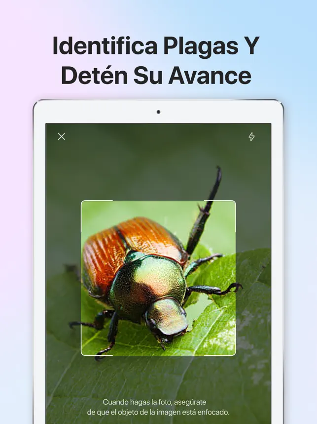 Screenshot 4 Picture Insect - Insectos ID iphone