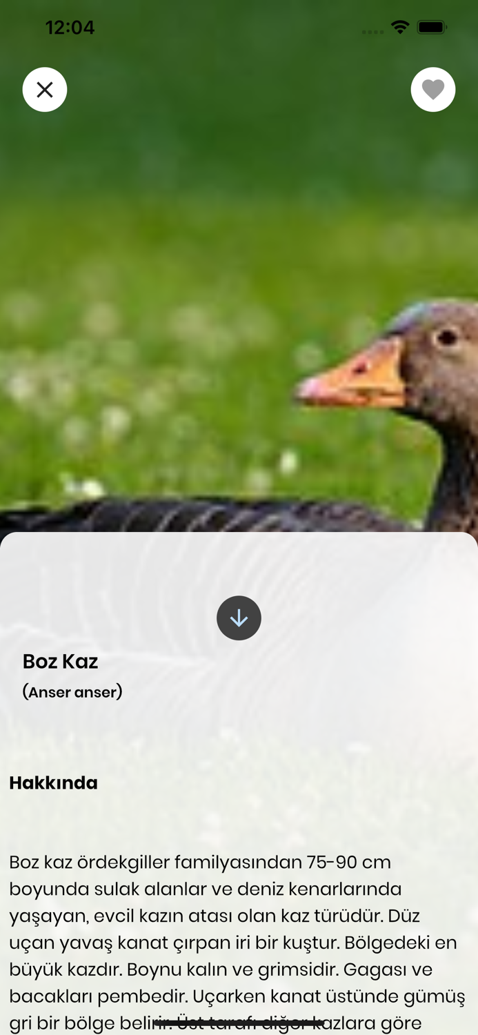 Kızılırmak Kuşları