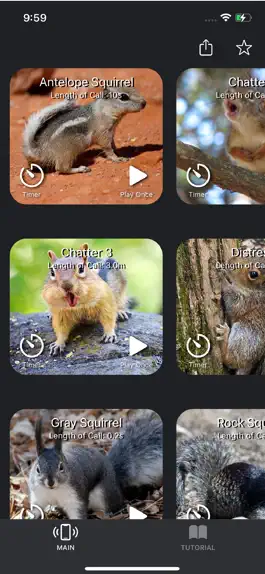 Game screenshot Squirrel Calls + mod apk