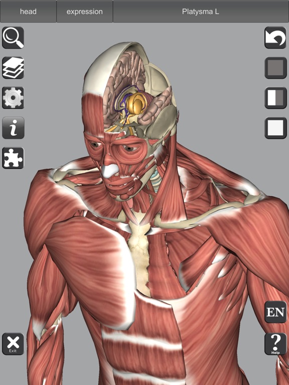 3D Bones and Muscles (Anatomy) screenshot 2