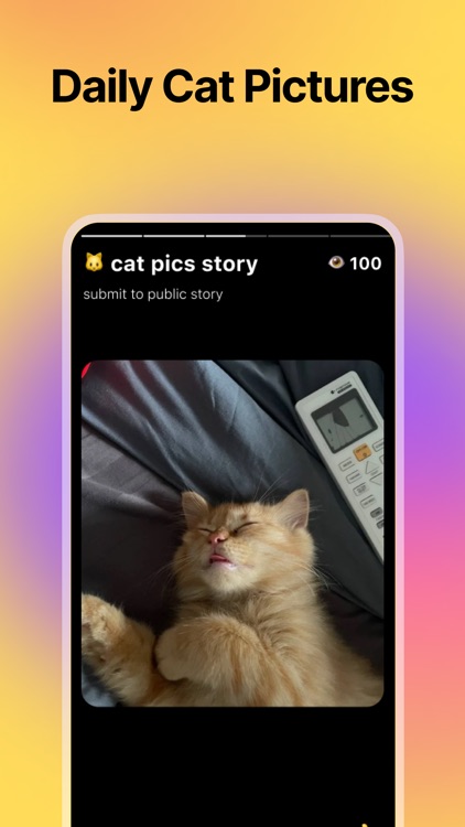 Snapcats - daily cat pics