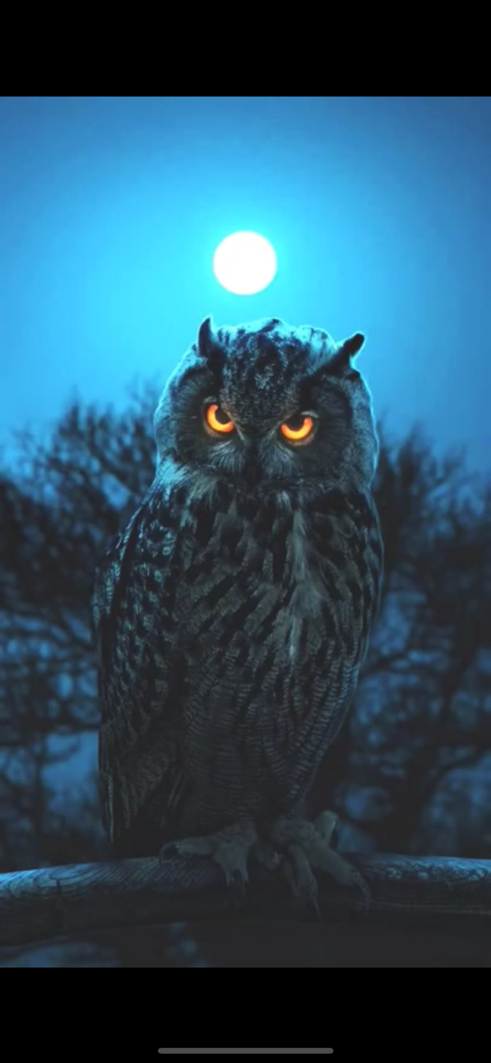 Owl Films