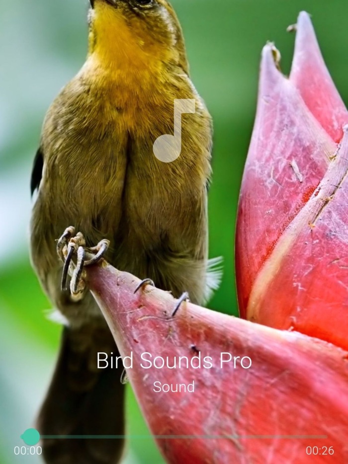 Bird Sounds Pro Plus