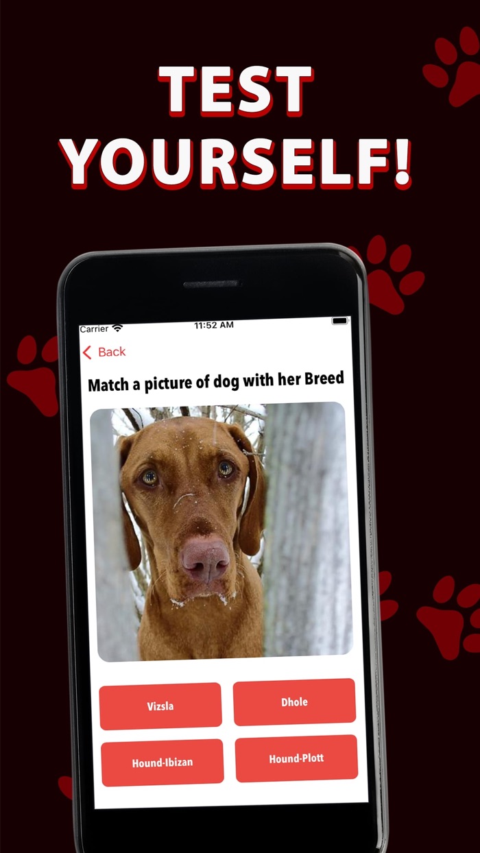 Red Dog - Play and Train