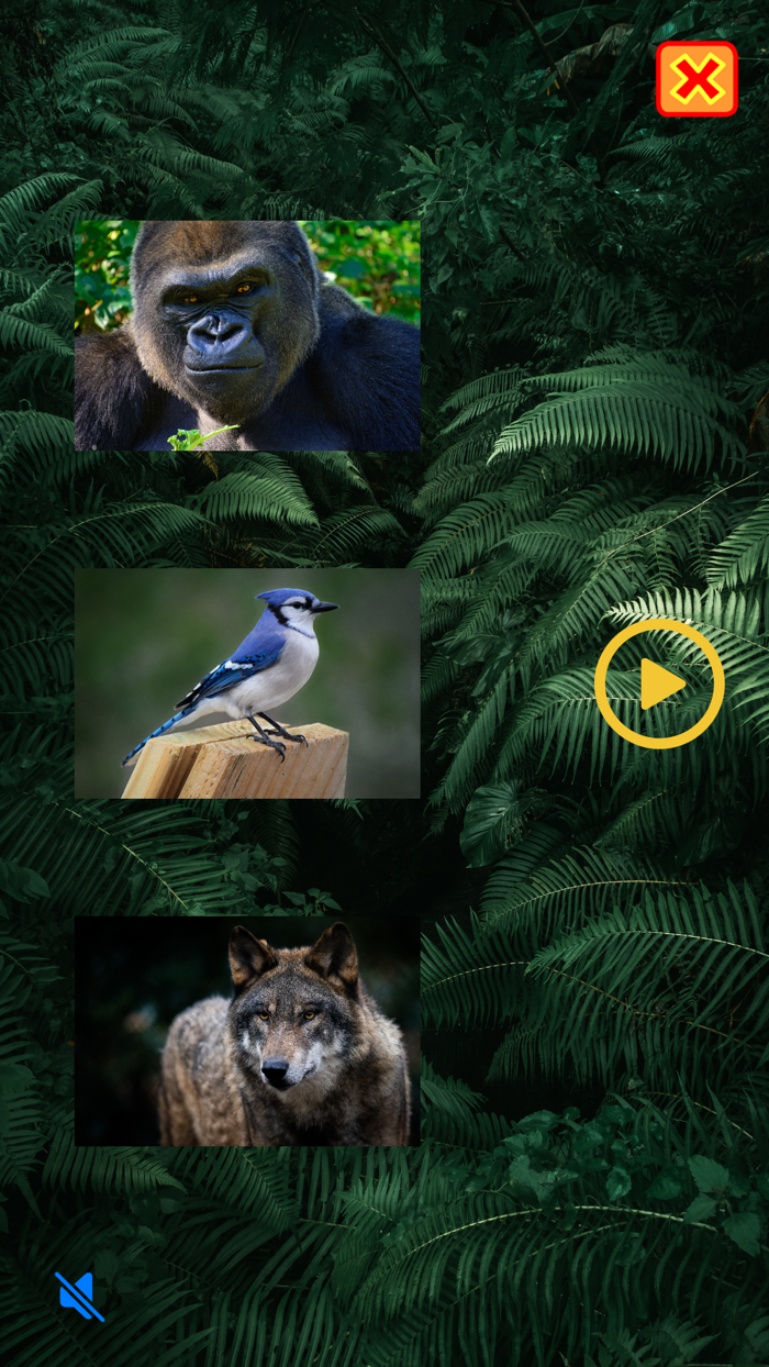 Animal Names and Sounds