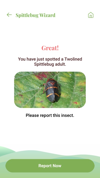 Twolined Spittlebug Tool screenshot-3