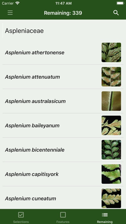 Australian Tropical Ferns screenshot-3