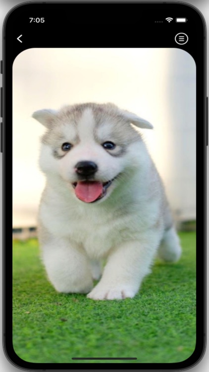 Husky Wallpapers HD Pro screenshot-7