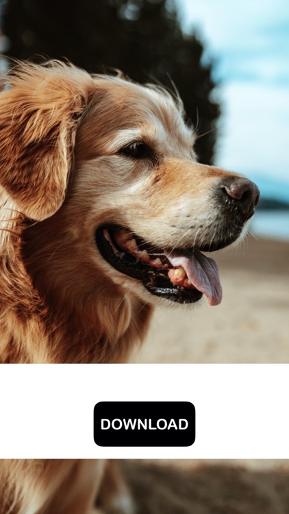 Dog & Puppy Wallpapers - woof! screenshot-5