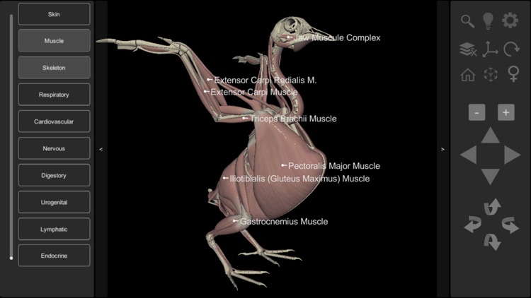 3D Bird Anatomy