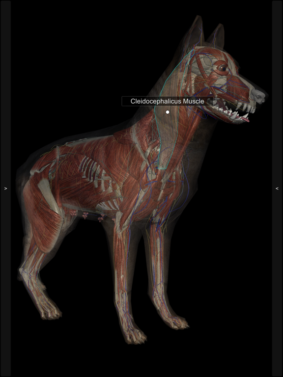 3D Canine Anatomy 3D Canine Anatomy