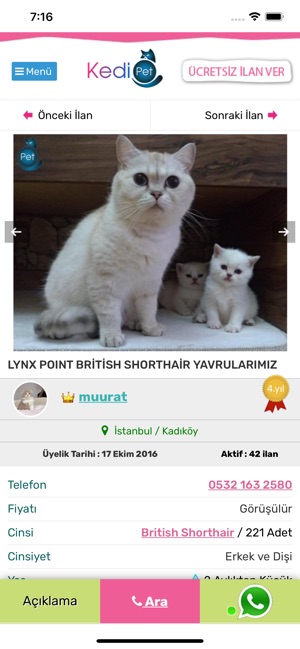 Kedipet Com Yavru Kedi Ilani On The App Store