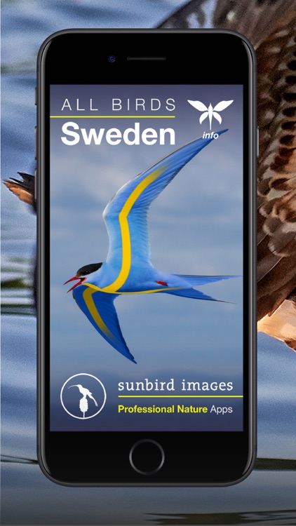 All Birds Sweden - Photo Guide