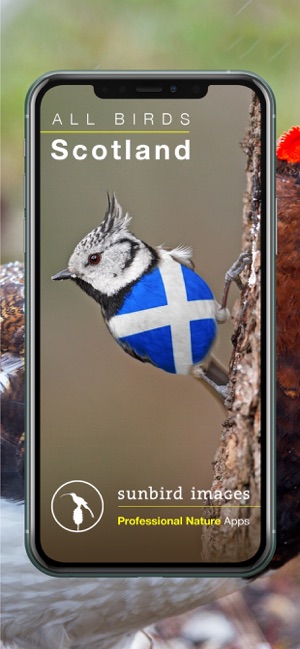 All Birds Scotland Photo Guide