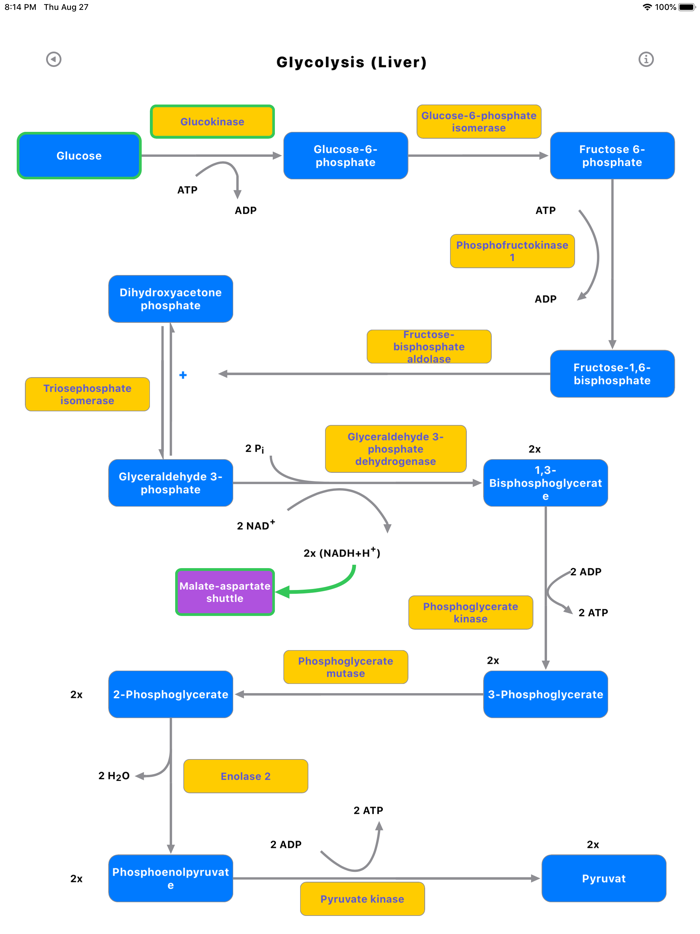 Metabolic Organs