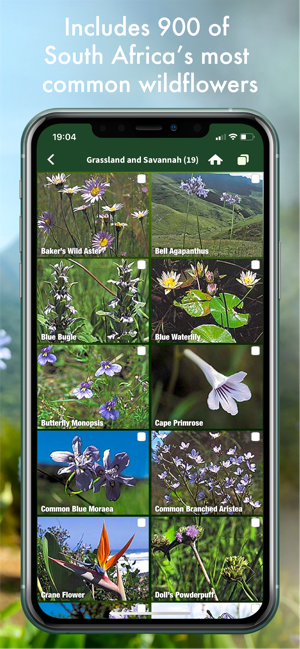 Wildflowers of South Africa(圖3)-速報App