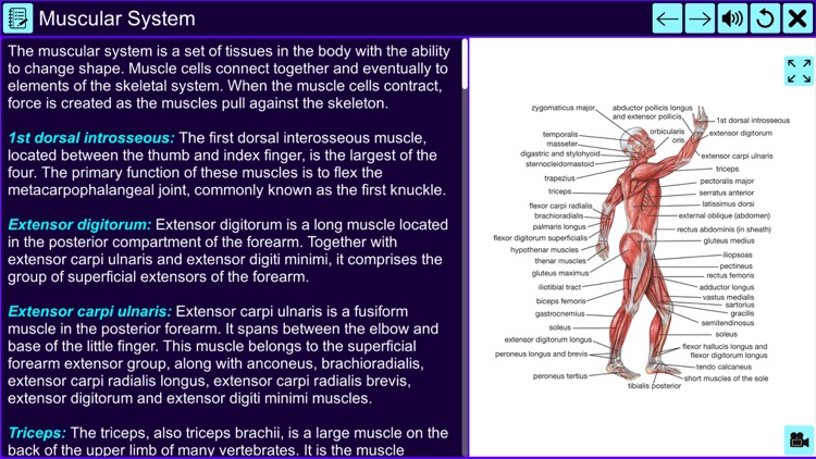 The Amazing Human System