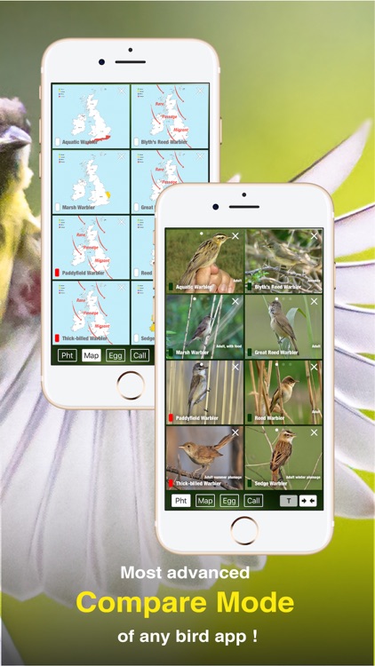 All Birds UK - the Photo Guide screenshot-5