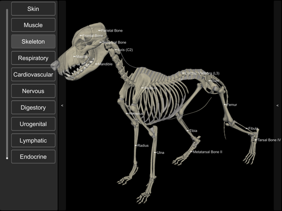 3D Canine Anatomy 3D Canine Anatomy
