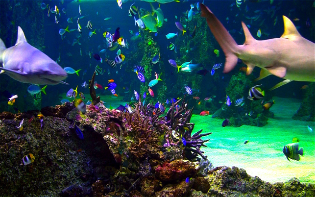 ‎Aquarium Live HD screensaver Screenshot