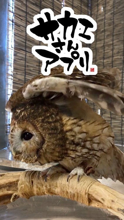 サカエさんアプリ By Cpe Demarc Inc