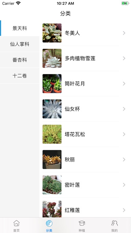 多肉植物-可爱小多肉