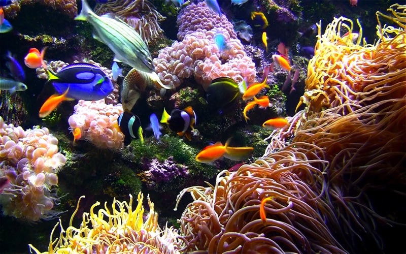 Aquarium Live HD+ Screensaver Screenshots