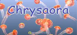 Game screenshot Jellyfish Chrysaora mod apk