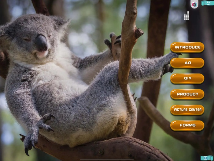 Super cute koala show