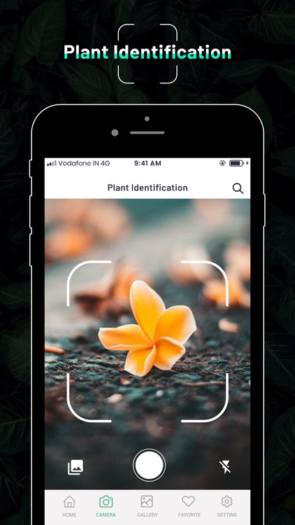 Identify Plant : Flower & Tree