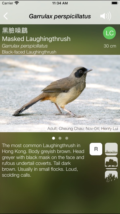 HKcBirds: Common Birds of HK screenshot-3