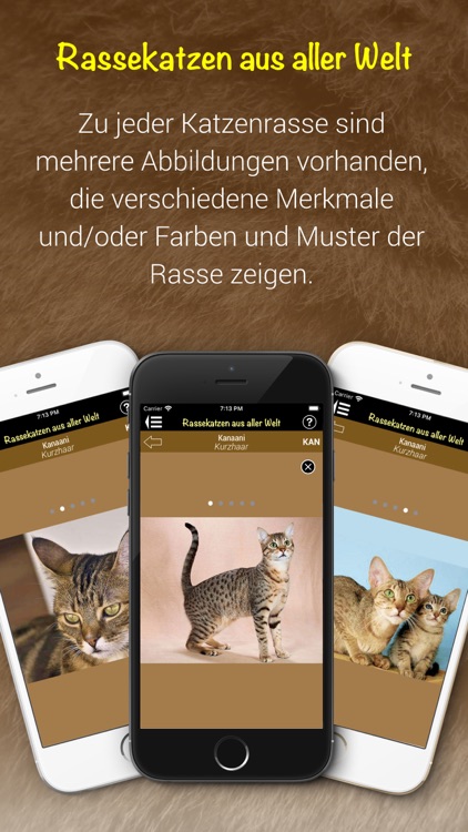 Rassekatzen aus aller Welt screenshot-4